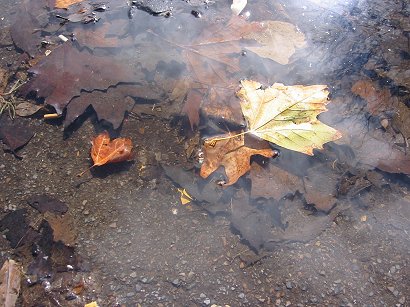 leaves%20trapped%20in%20a%20puddle%20(135-3583).jpg  