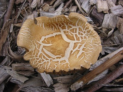 mushroom%20and%20chips%20(168-6860).jpg  